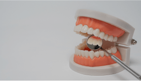 Dental model demonstrating full dentures at Dorfner Dental Studio